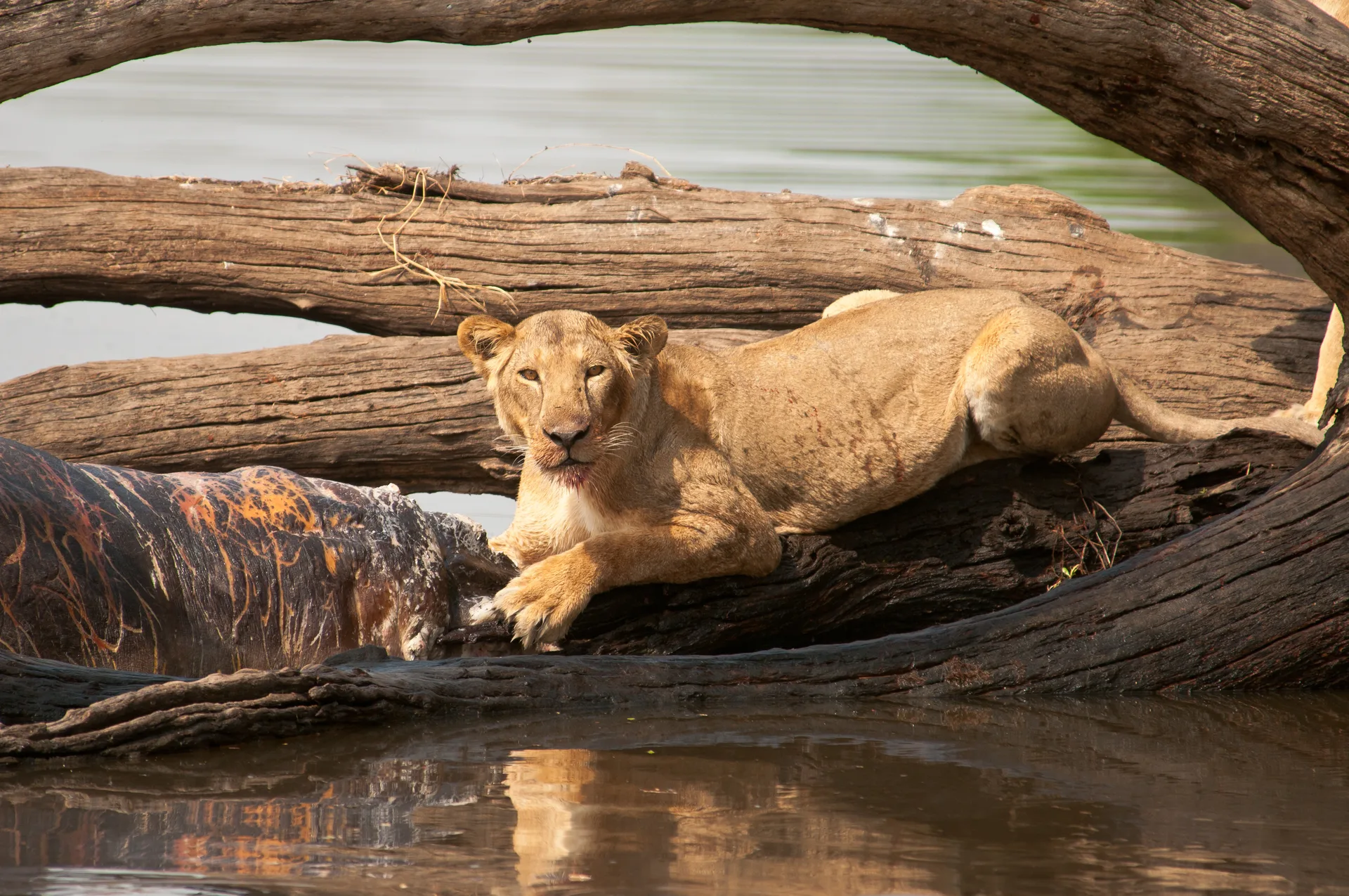 Tanzania & Zanzibar Ultimate Luxury Safari safari image from Ruaha National Park