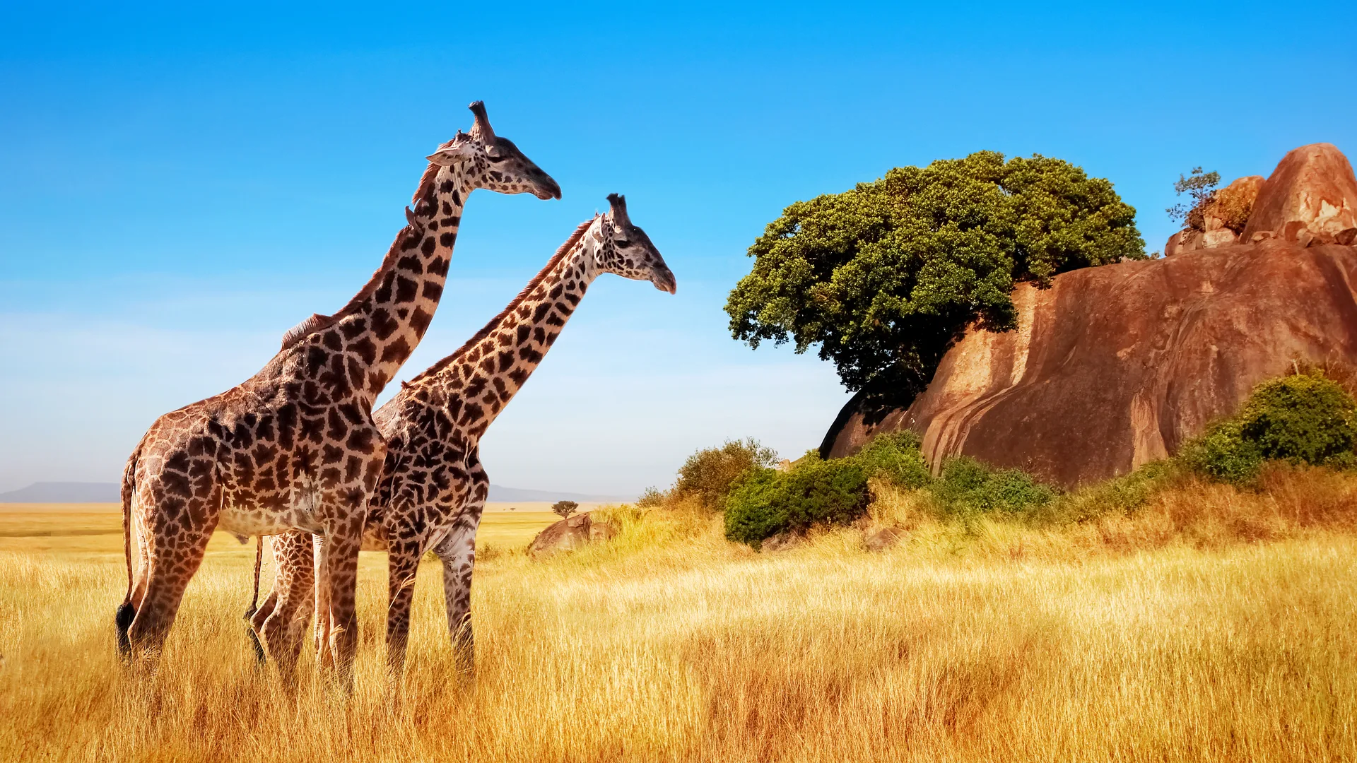 Tanzania’s Hidden Treasures Safari safari image from Serengeti National Park
