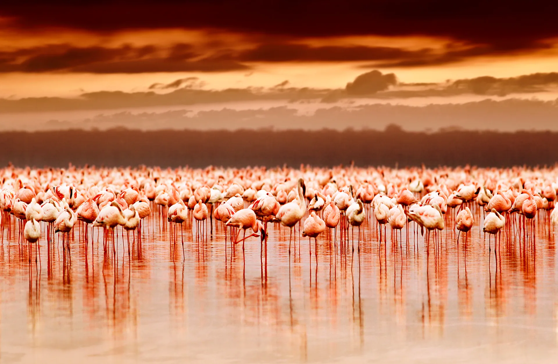 From Nairobi to the Northern Frontiers safari image from Lake Nakuru National Park