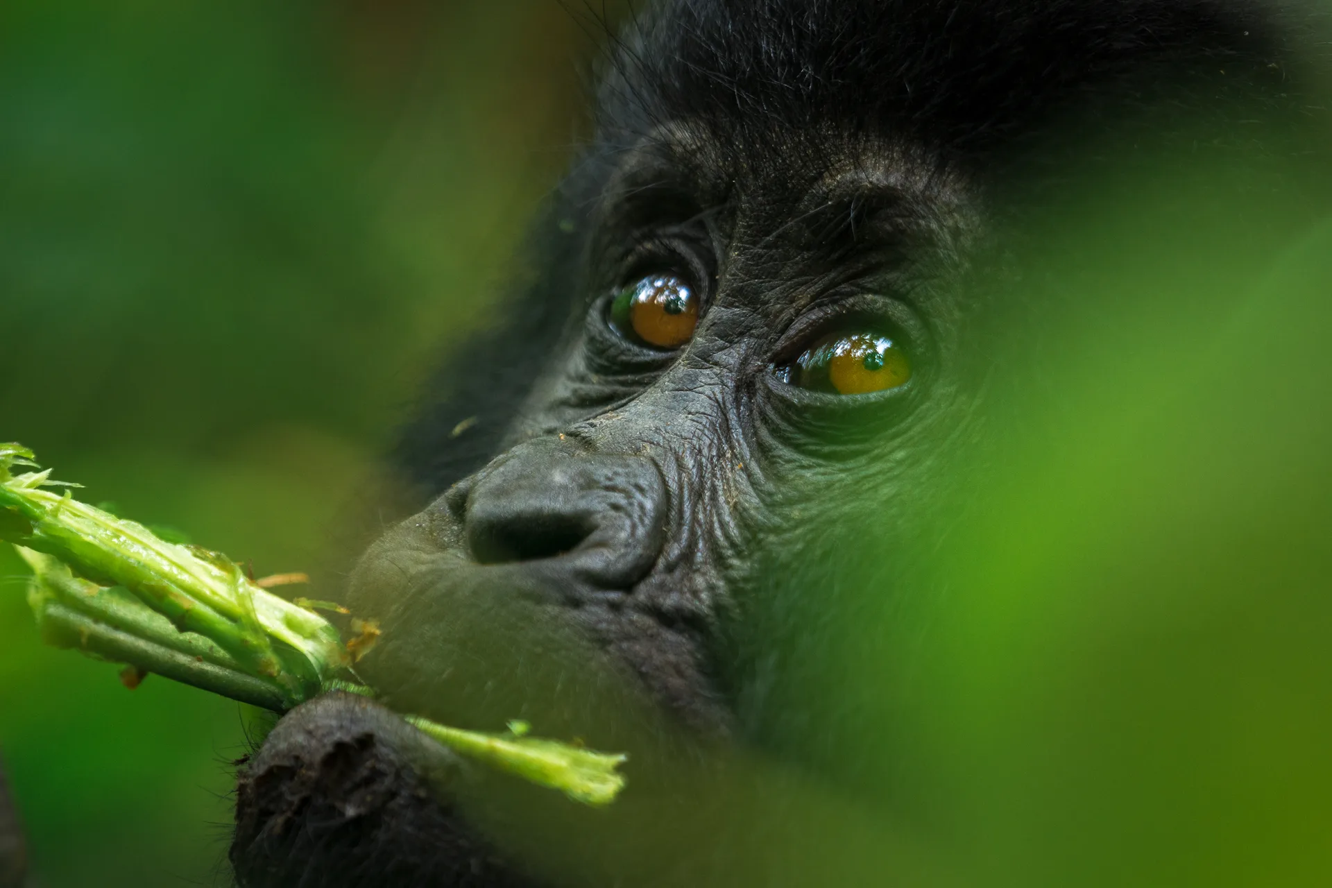 Rwanda's Primate Paradise Safari safari image from Chimpanzee