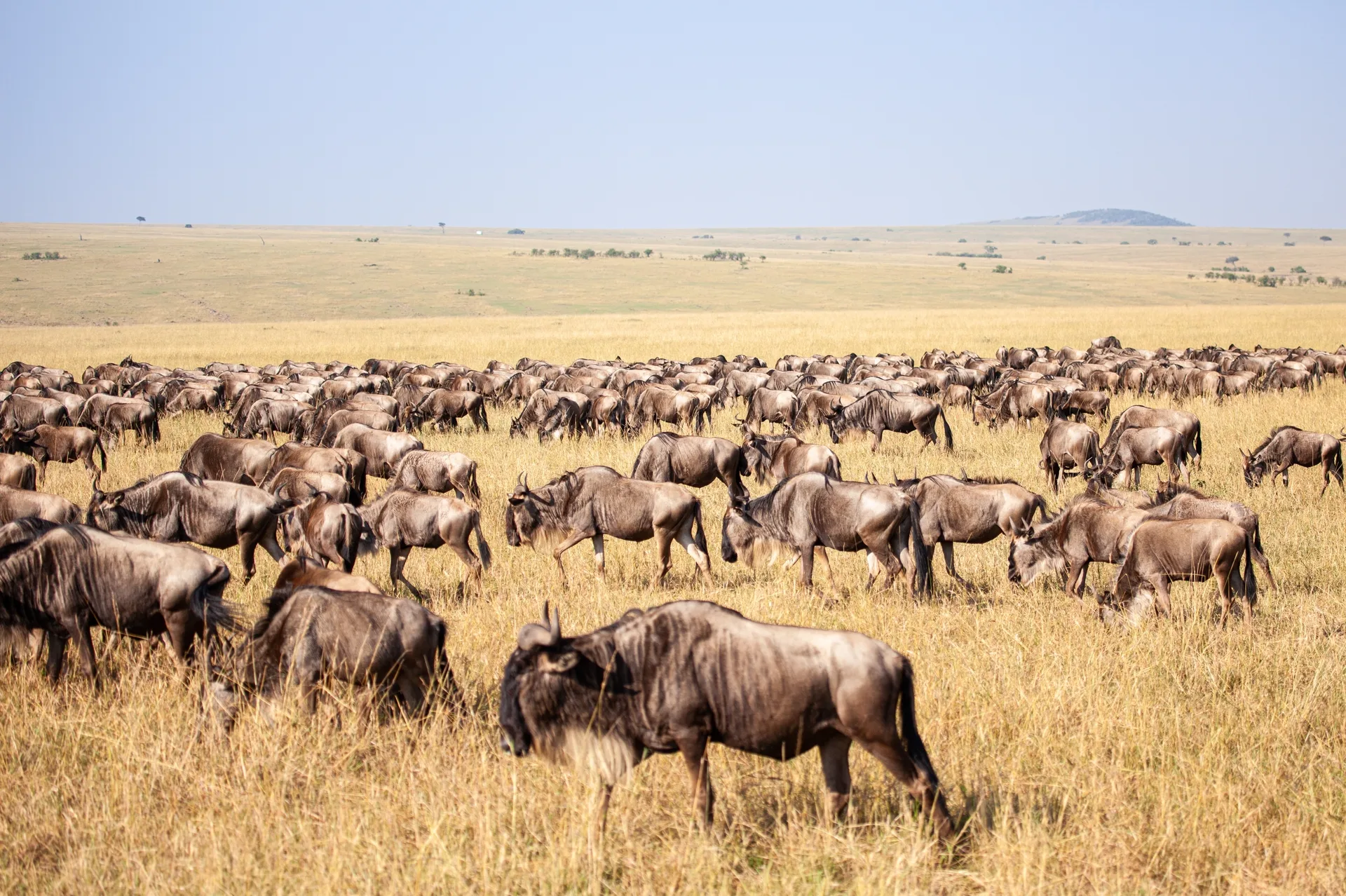 Masai Mara & Kilimanjaro Safari Experience safari image from Wildbeast Migration