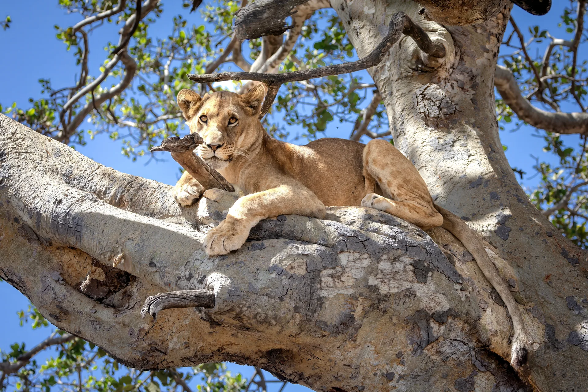 East Africa Grand Safari Adventure safari image from Serengeti National Park