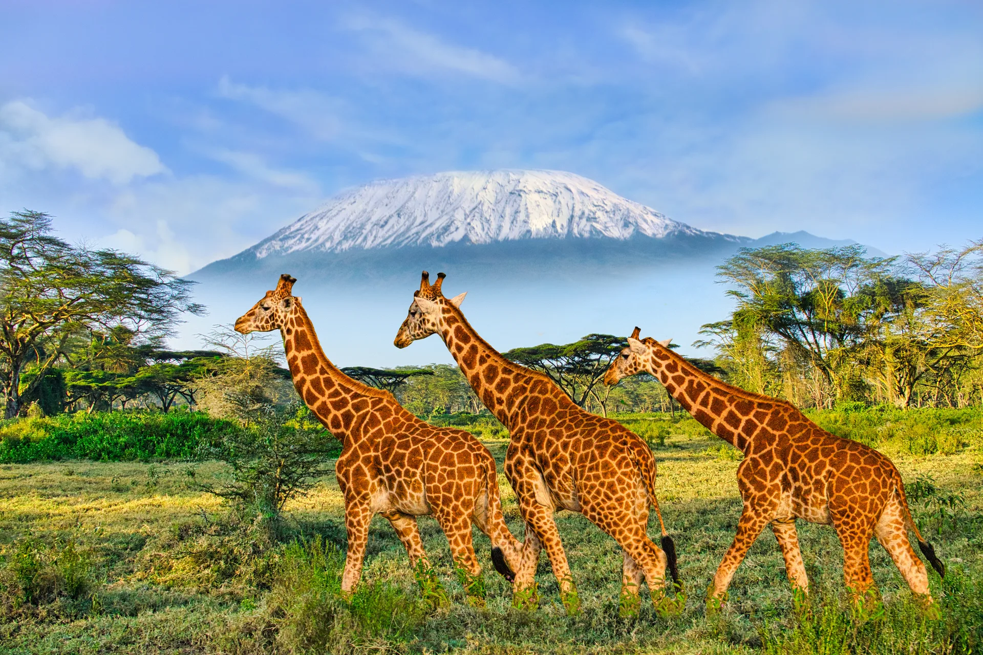 The Ultimate Kenya Wilderness Safari safari image from Amboseli National Park