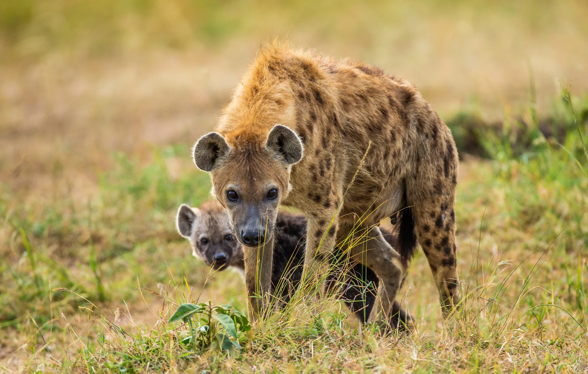 East Africa Grand Safari safari image from Serengeti National Park