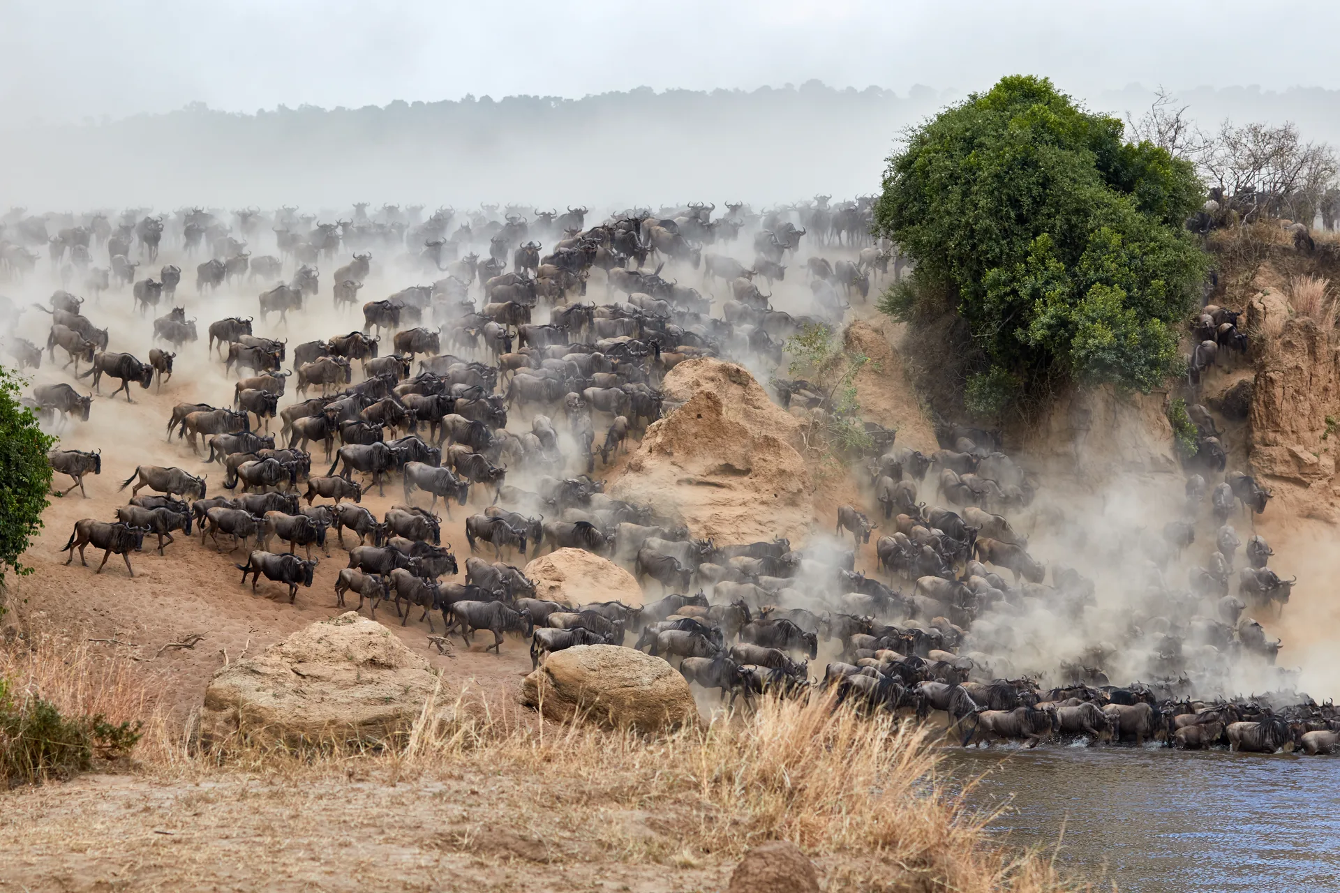Kilimanjaro Marangu Trail Expedition safari image from Wildbeast Migration