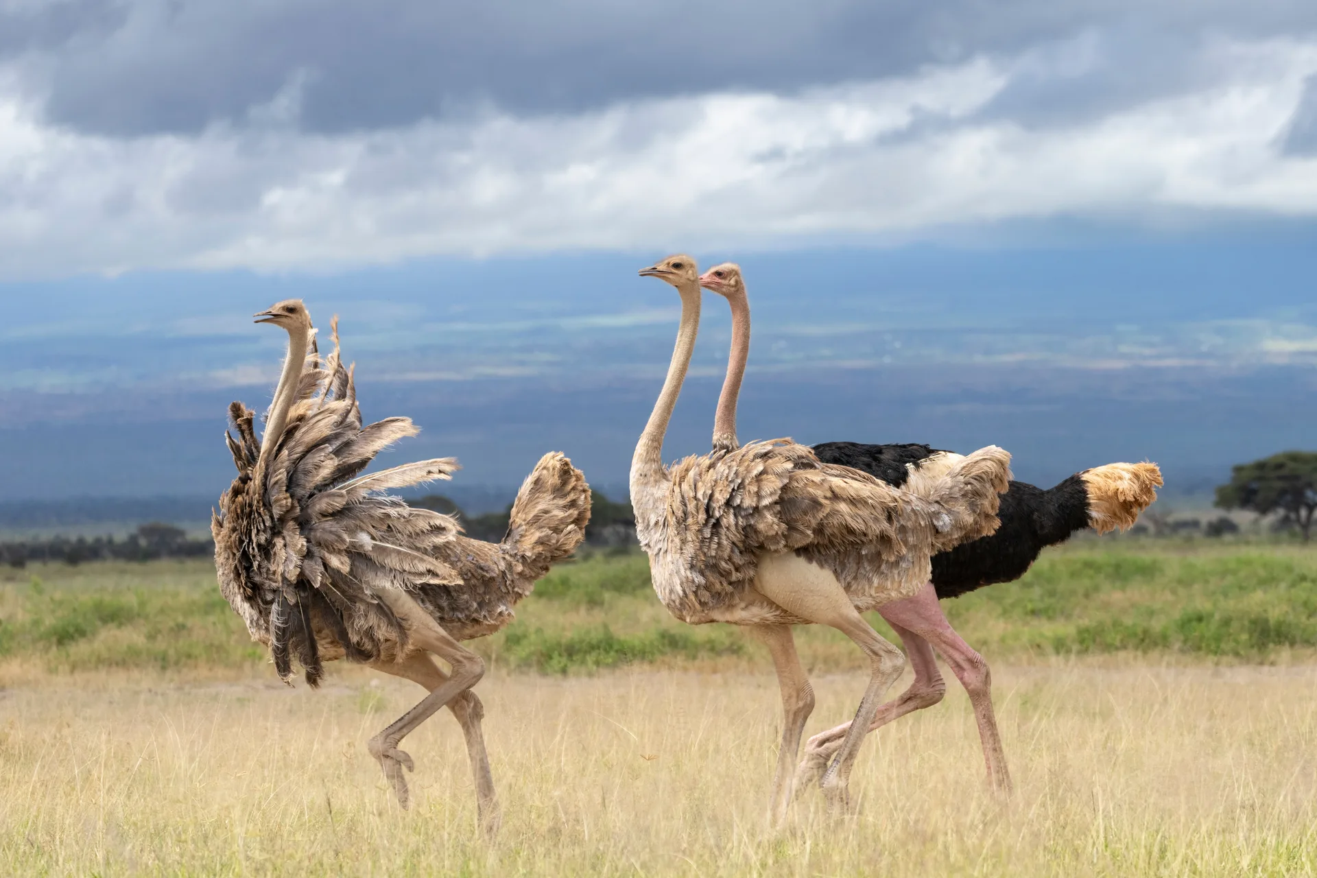 East Africa’s Wild Majesty Safari safari image from Amboseli National Park