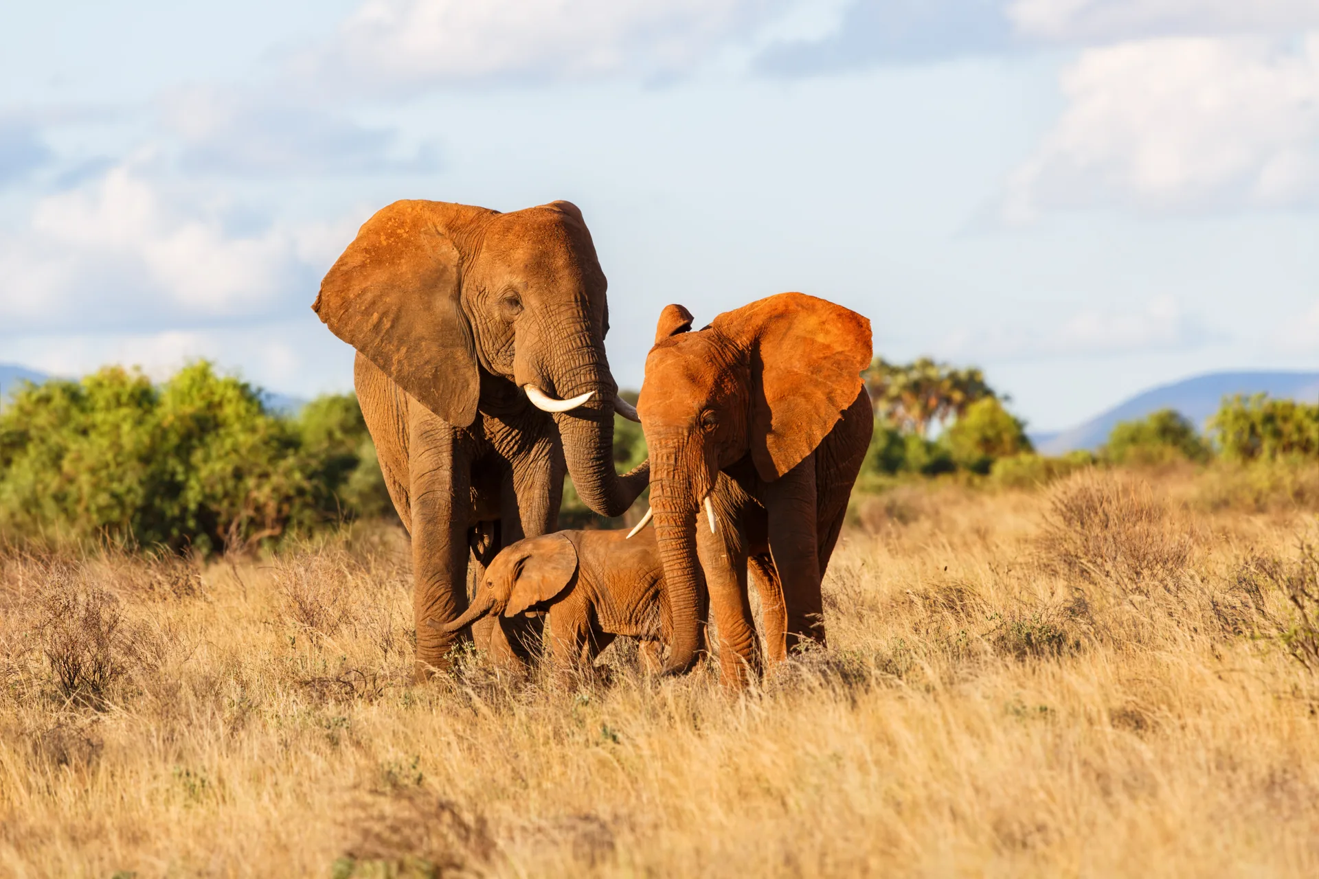 Lens on Kenya – A Guided Photo Safari safari image from Samburu National Park