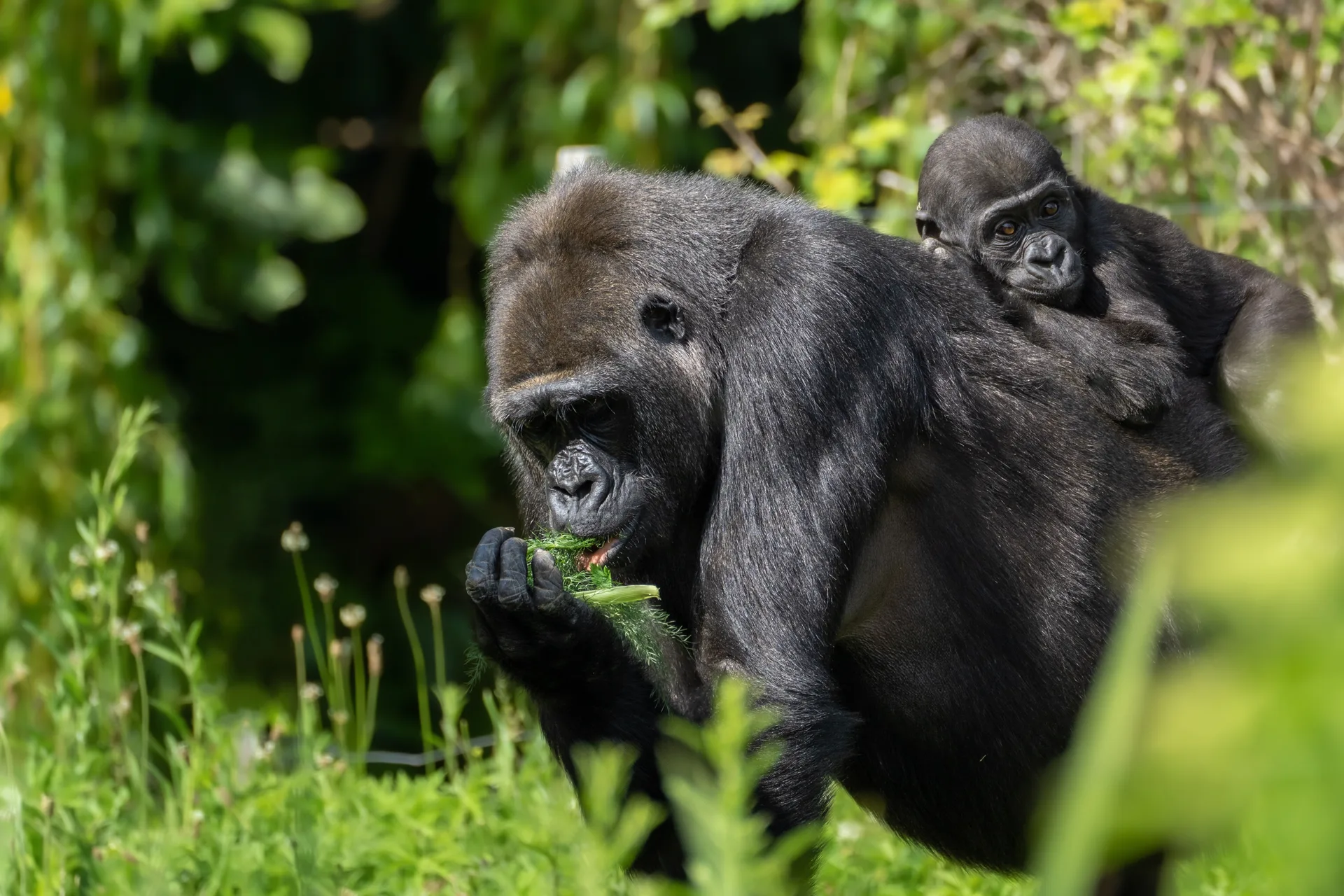 Majestic Rwanda Gorilla Safari safari image from Chimpanzee